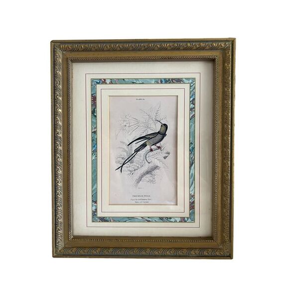 Framed Book Plate 24 Lixar Trochilus Pella Hummingbird 11.5”x 9 5/8” French Mat - Picture 3 of 4